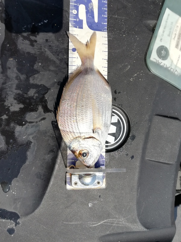 Fish Measure Picture