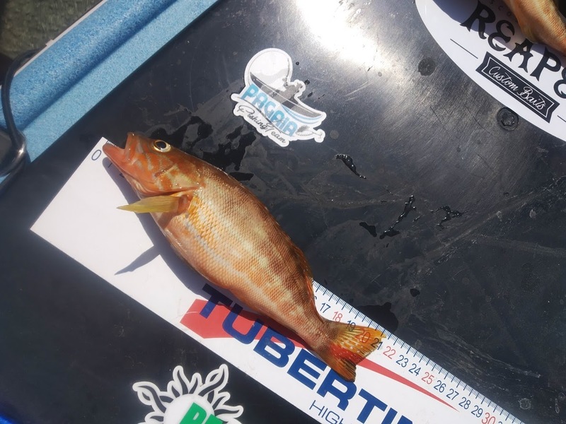 Fish Measure Picture