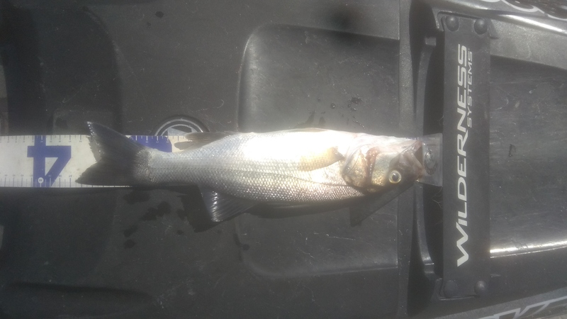 Fish Measure Picture