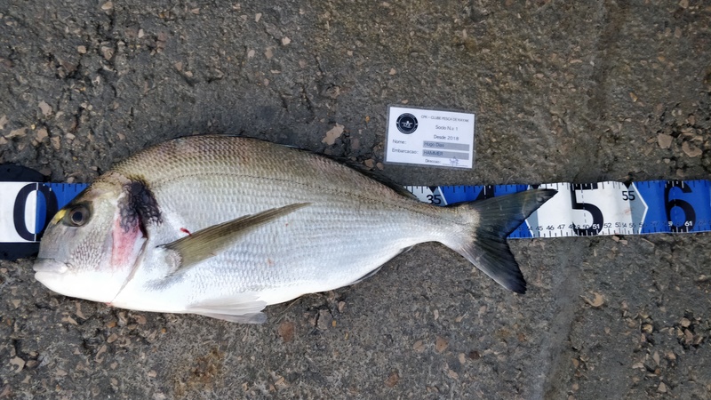 Fish Measure Picture