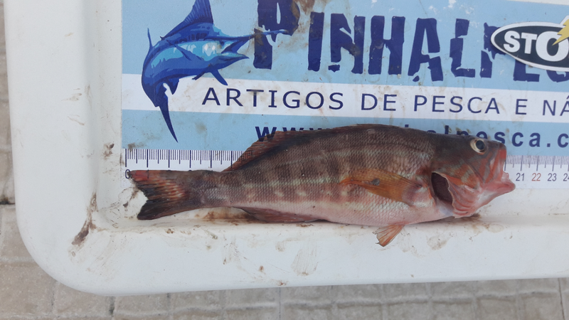Fish Measure Picture