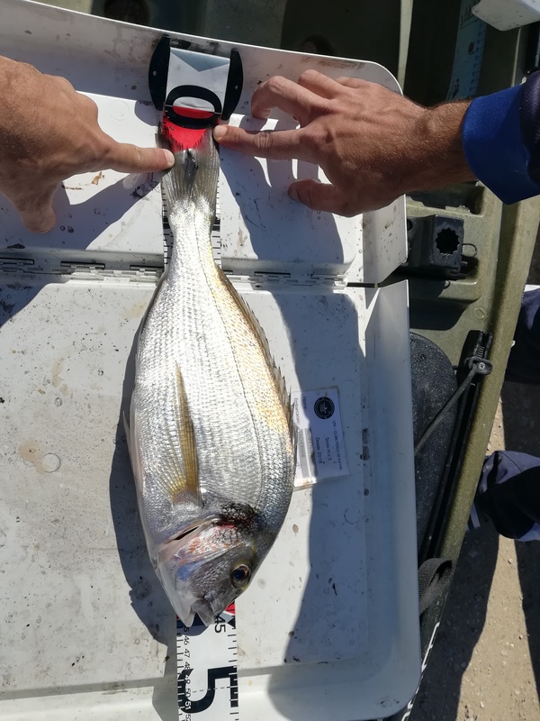 Fish Measure Picture