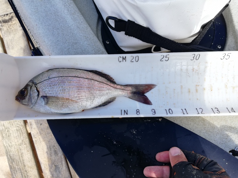 Fish Measure Picture