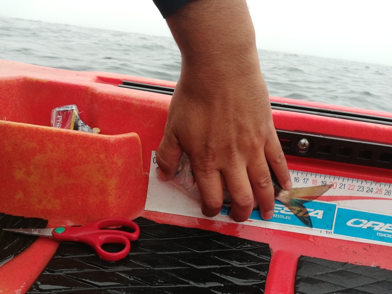 Fish Profile Picture