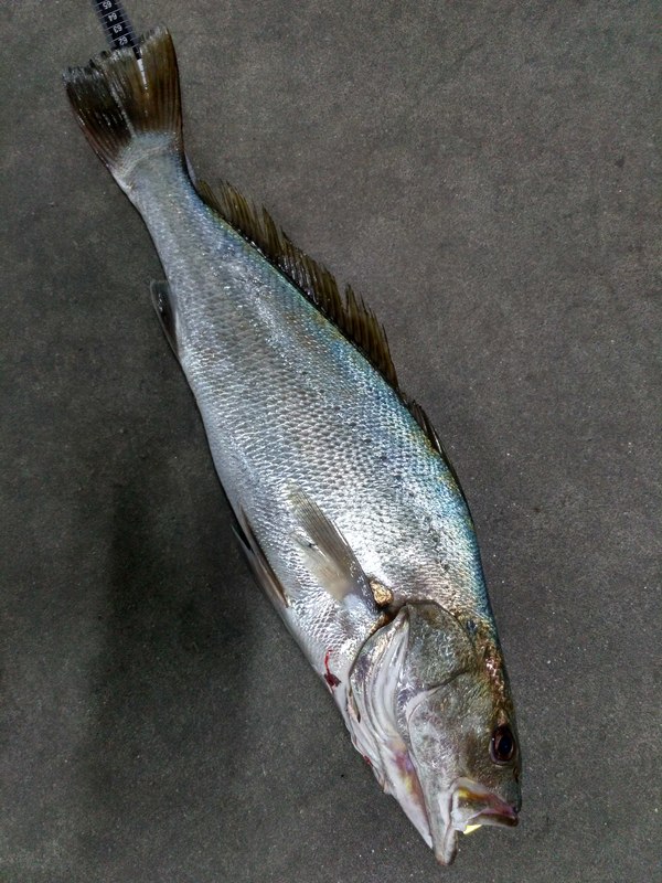 Fish Measure Picture