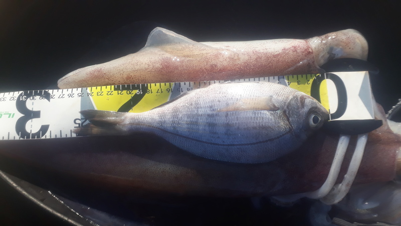 Fish Measure Picture