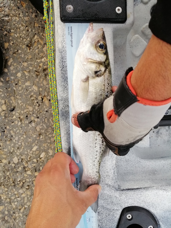 Fish Measure Picture