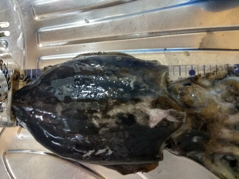Fish Measure Picture