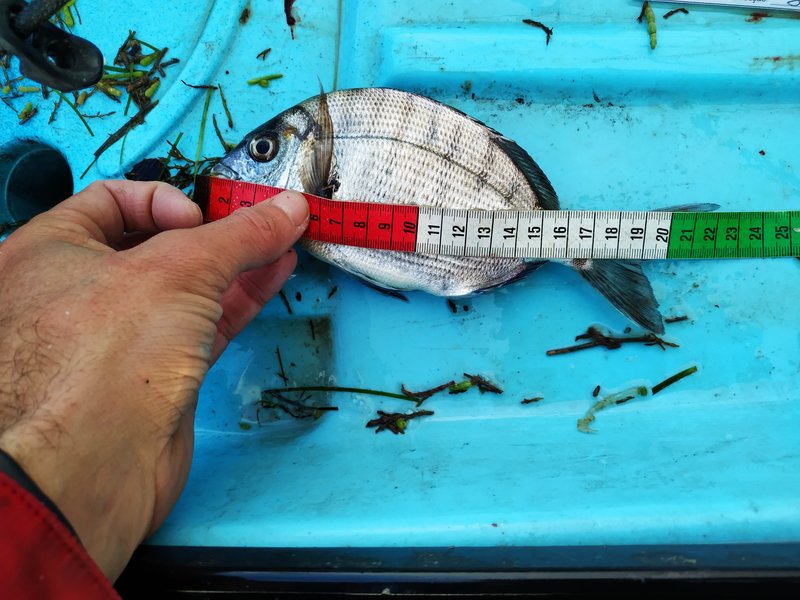 Fish Measure Picture