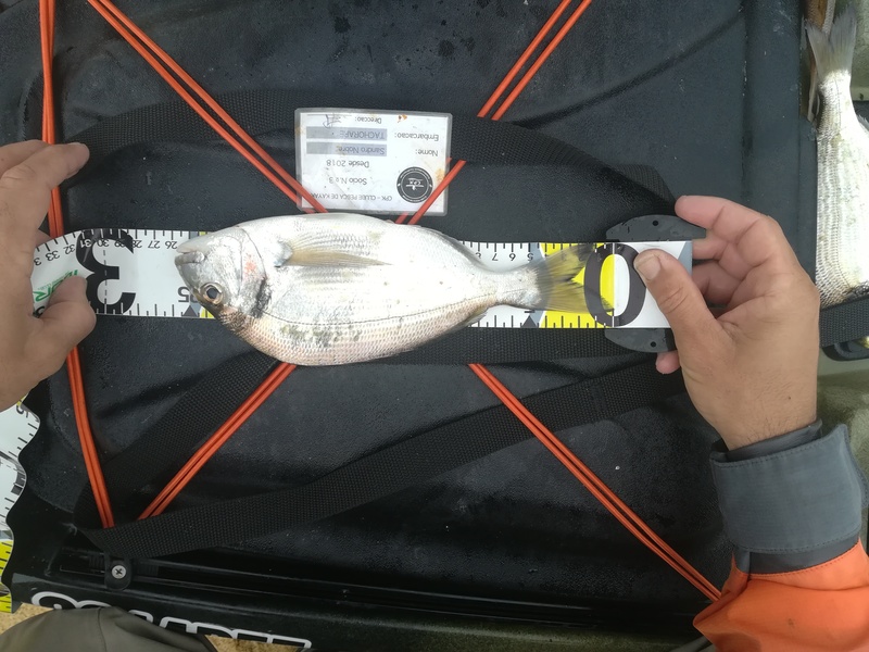 Fish Measure Picture