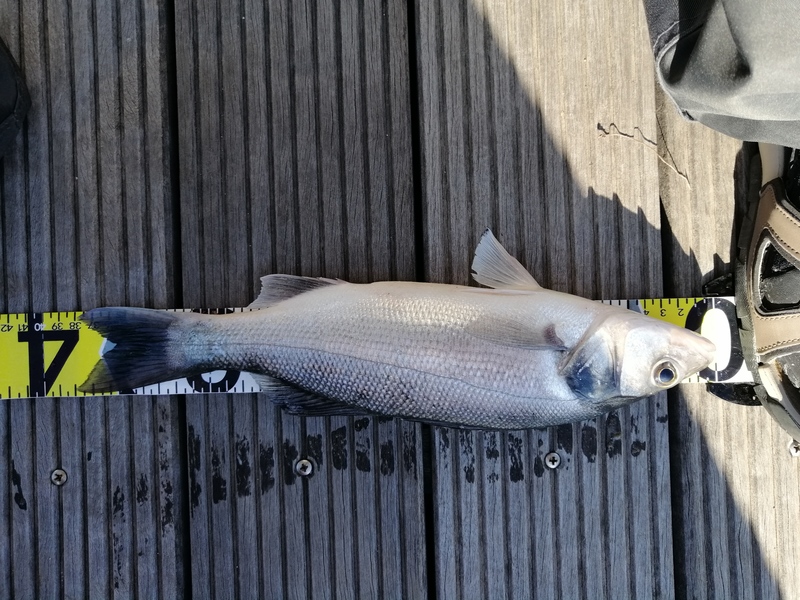 Fish Measure Picture