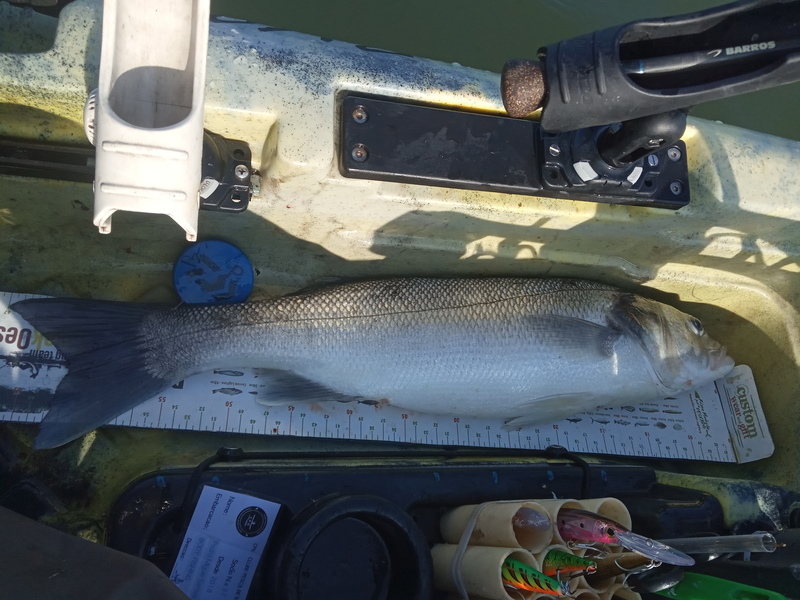 Fish Measure Picture