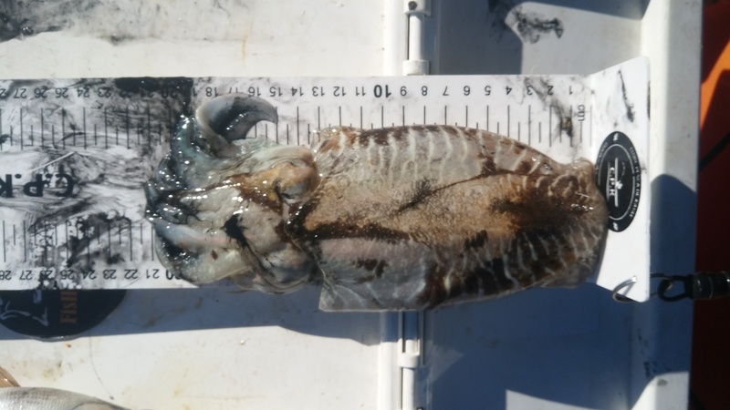 Fish Measure Picture