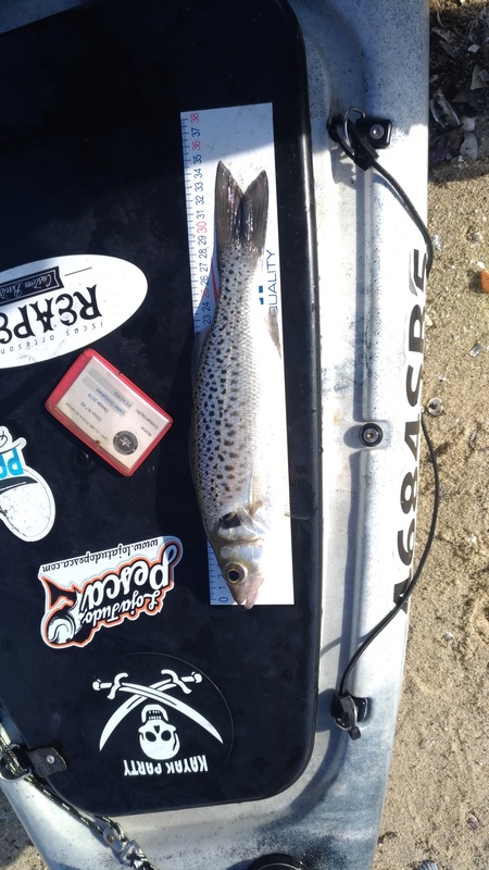 Fish Measure Picture