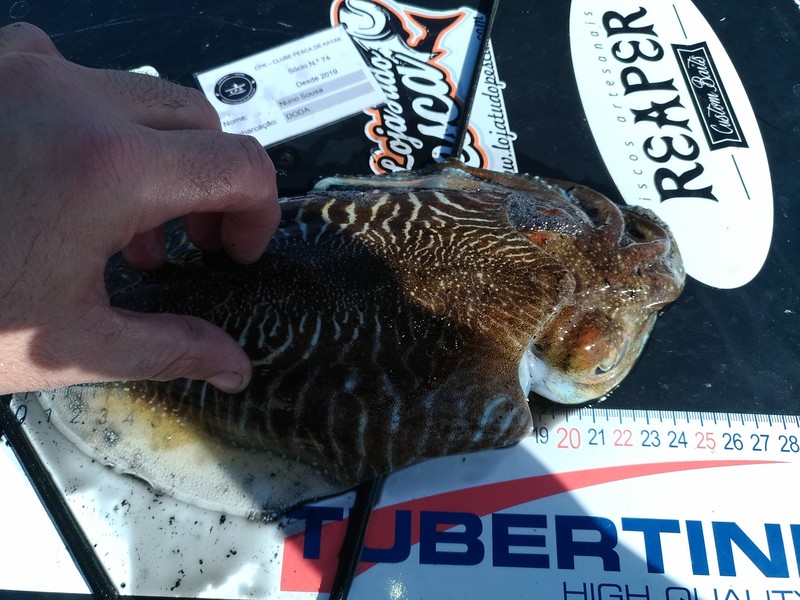 Fish Measure Picture