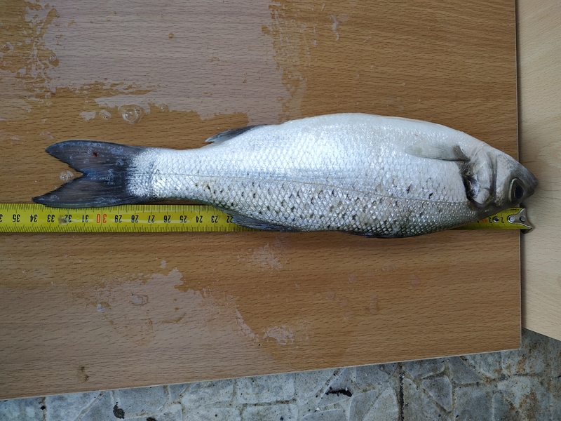 Fish Measure Picture