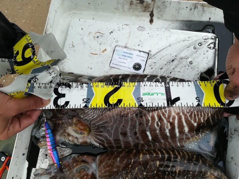 Fish Measure Picture
