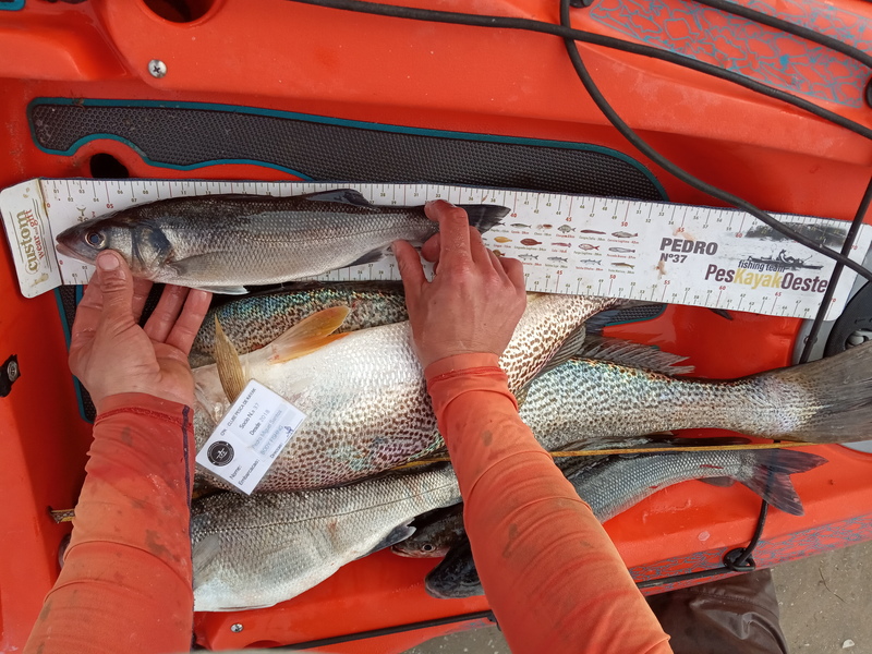 Fish Measure Picture