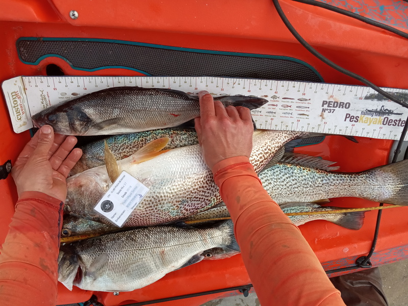 Fish Measure Picture