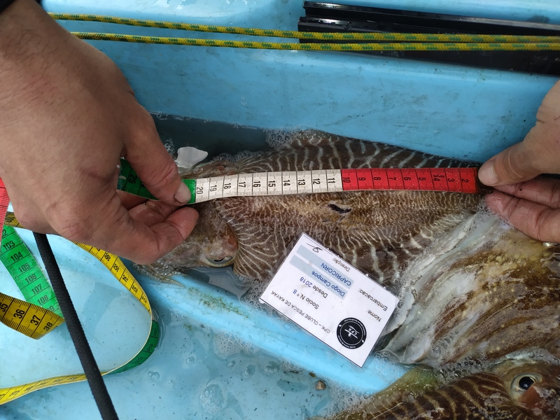 Fish Measure Picture