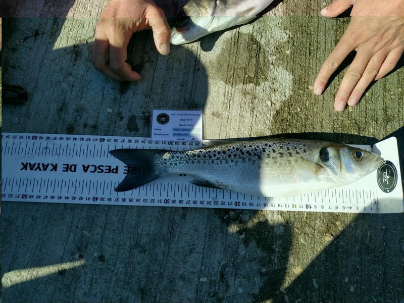 Fish Measure Picture