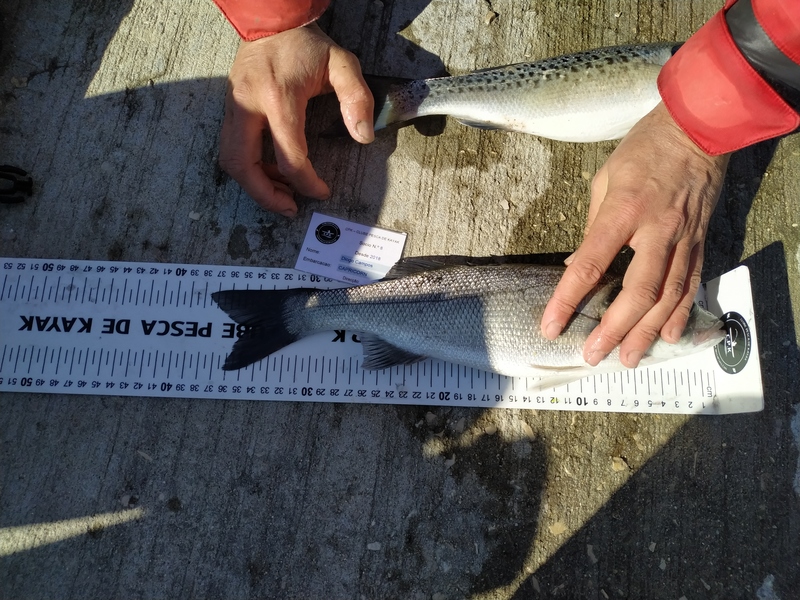 Fish Measure Picture