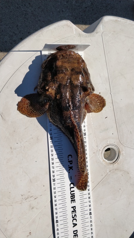 Fish Measure Picture