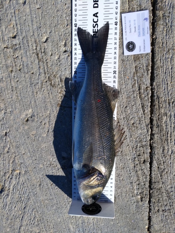 Fish Profile Picture