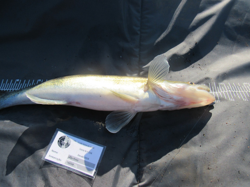 Fish Profile Picture