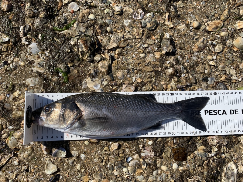Fish Measure Picture
