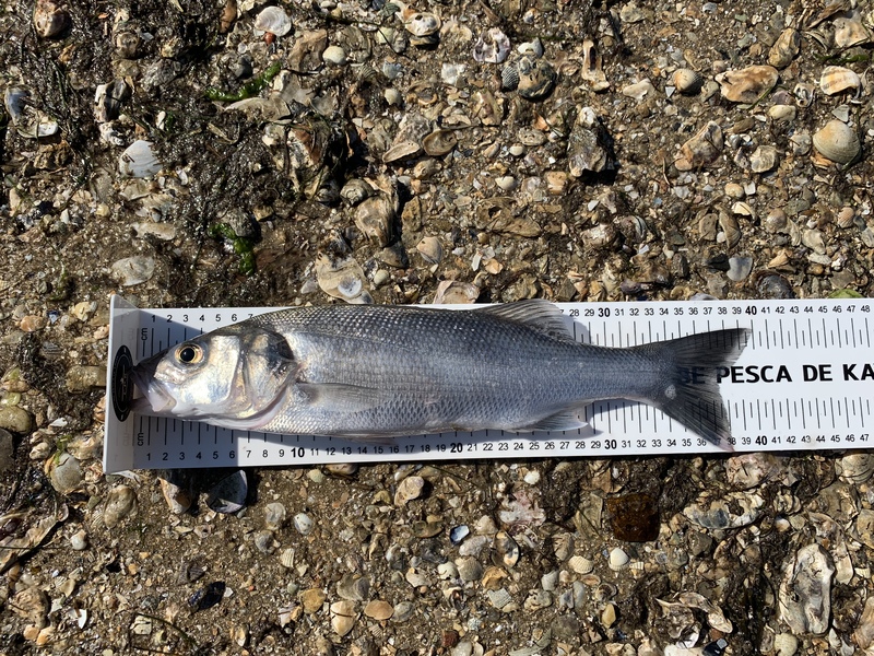 Fish Measure Picture