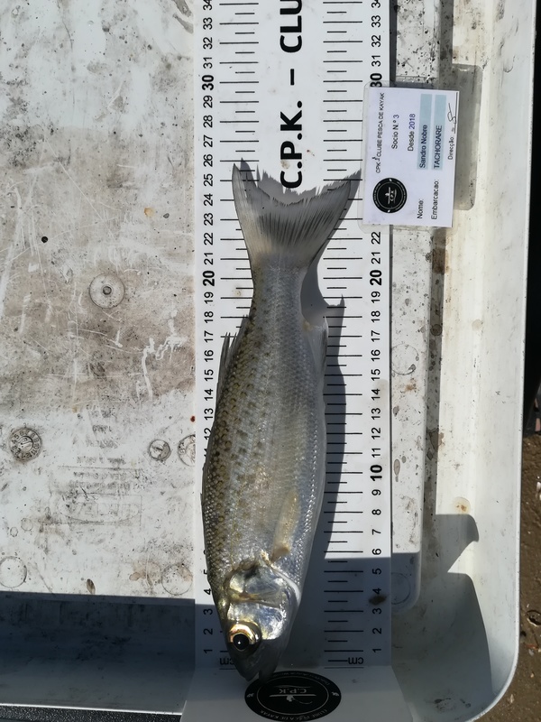 Fish Measure Picture