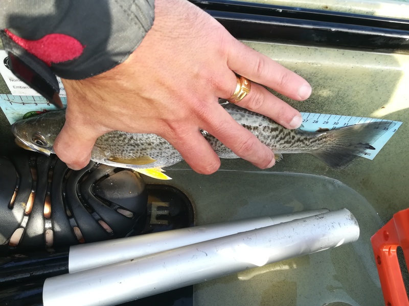 Fish Measure Picture