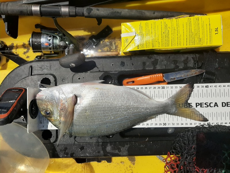 Fish Measure Picture