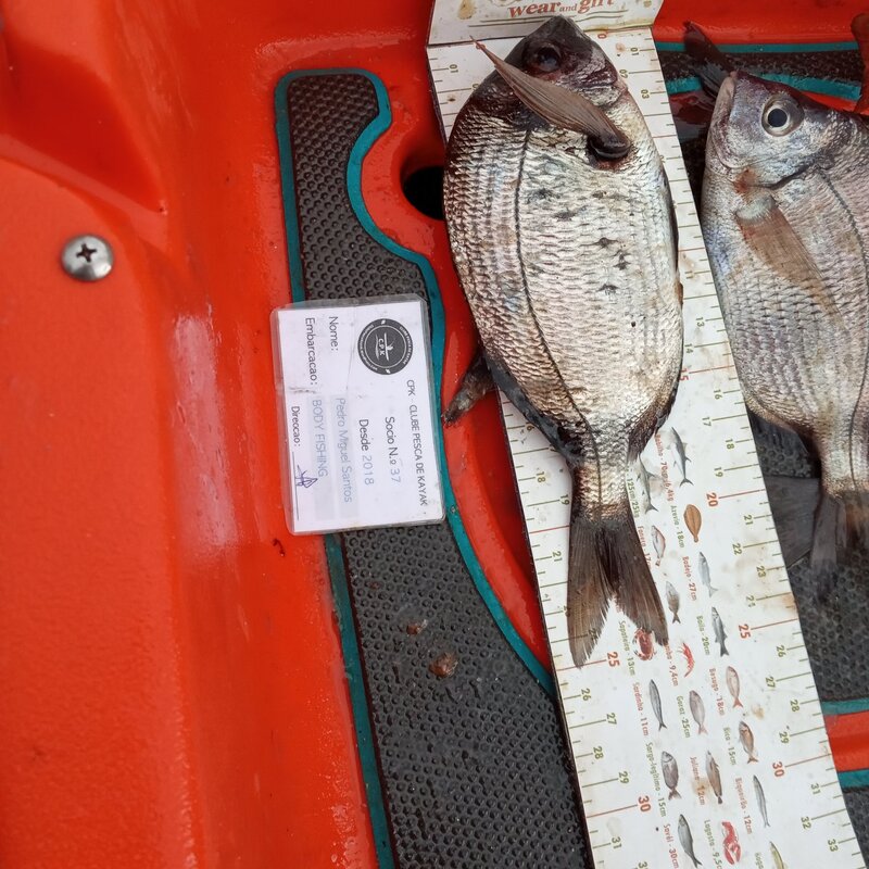 Fish Measure Picture