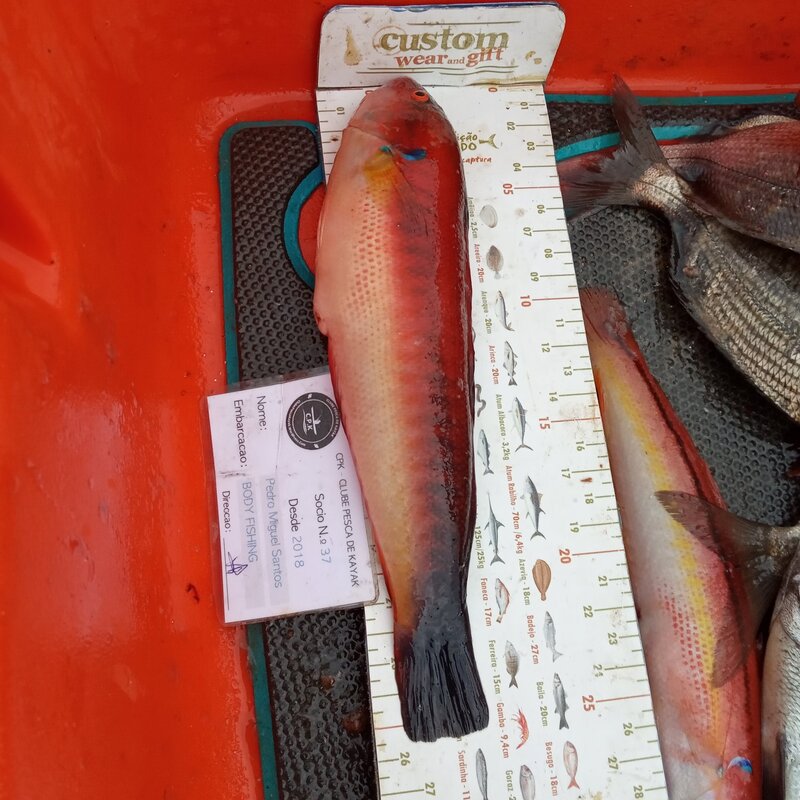 Fish Measure Picture