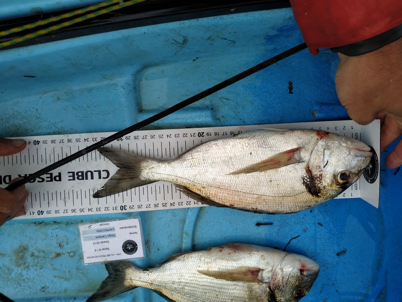 Fish Measure Picture