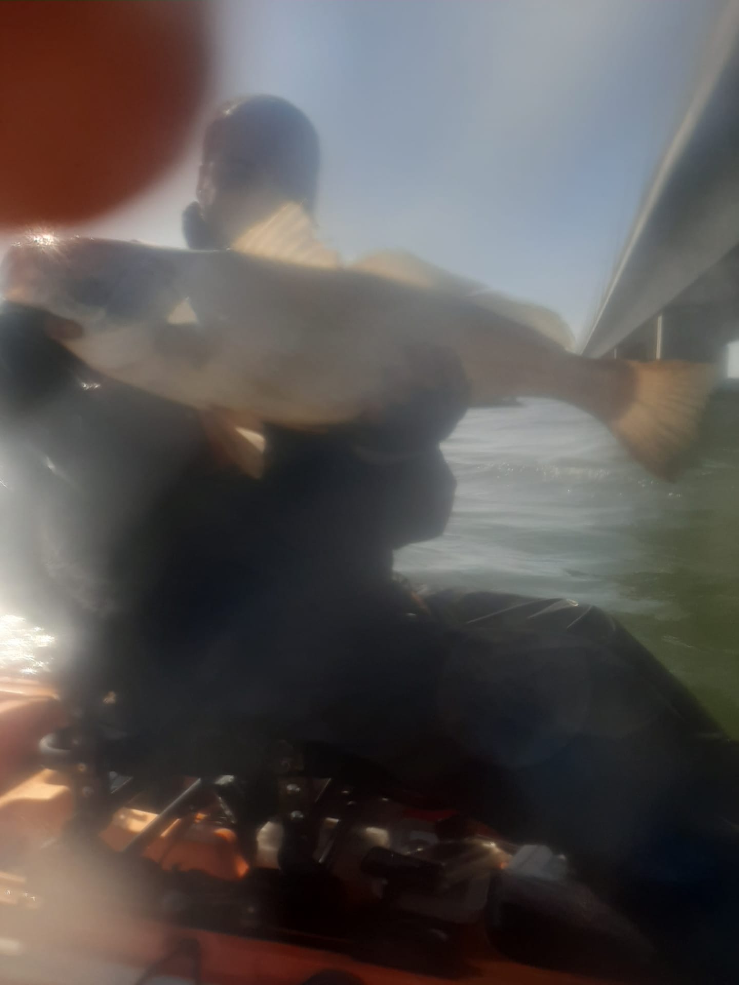 Fish Profile Picture