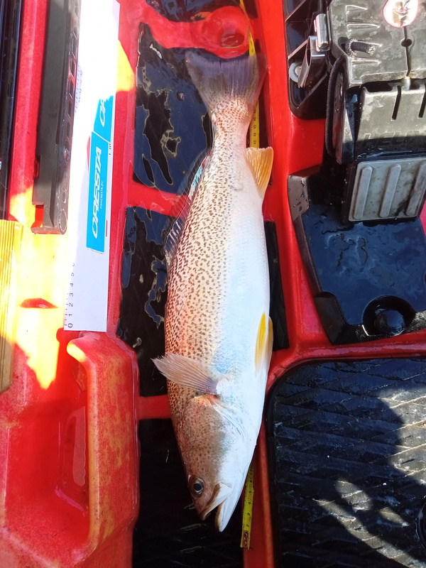 Fish Measure Picture
