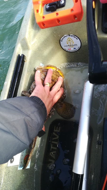 Fish Measure Picture