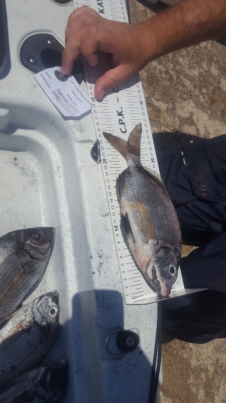 Fish Measure Picture