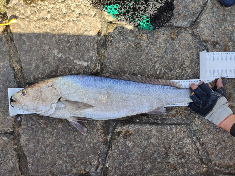 Fish Measure Picture
