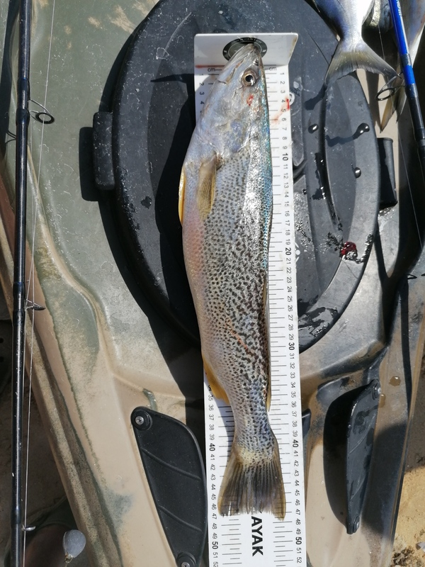 Fish Measure Picture