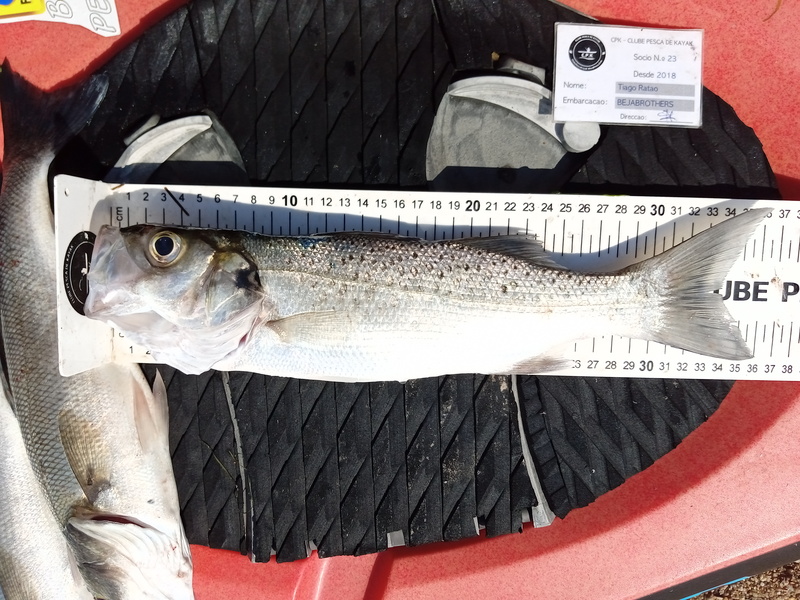 Fish Measure Picture