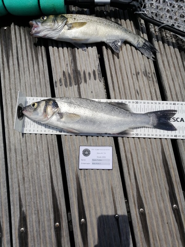 Fish Measure Picture
