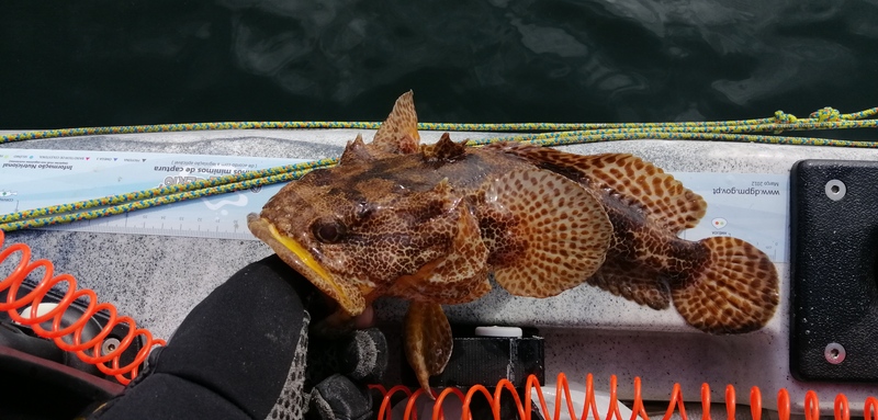 Fish Measure Picture