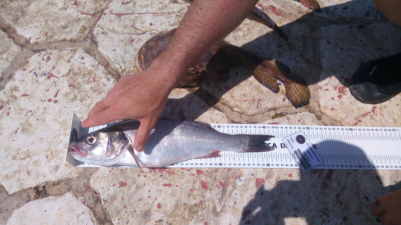 Fish Measure Picture