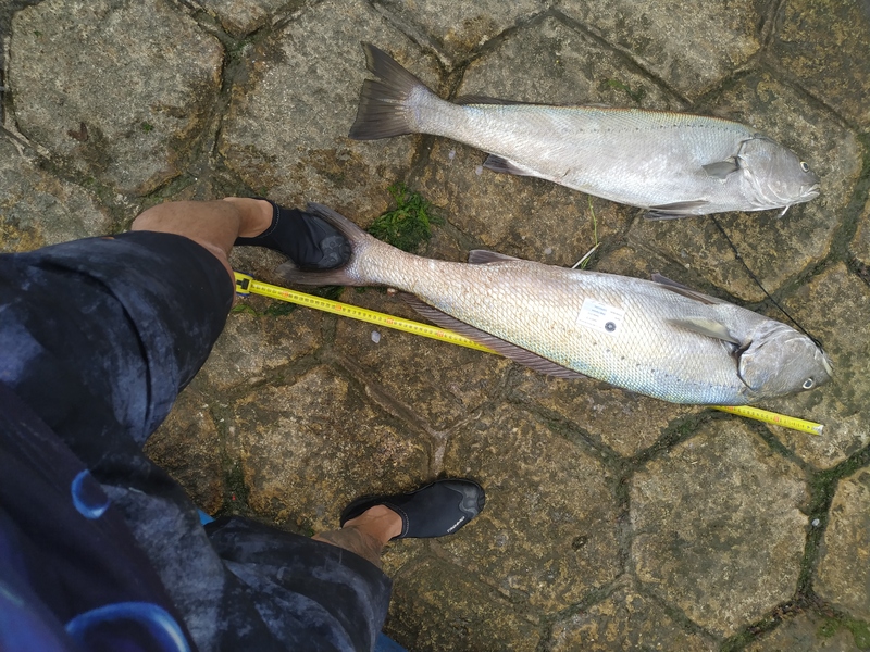 Fish Measure Picture