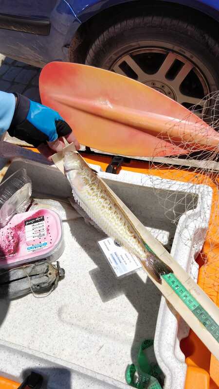 Fish Measure Picture