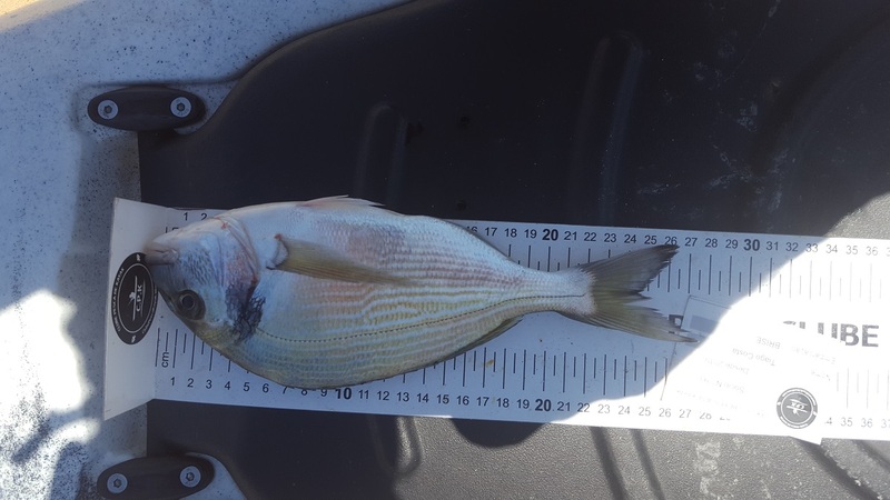 Fish Measure Picture